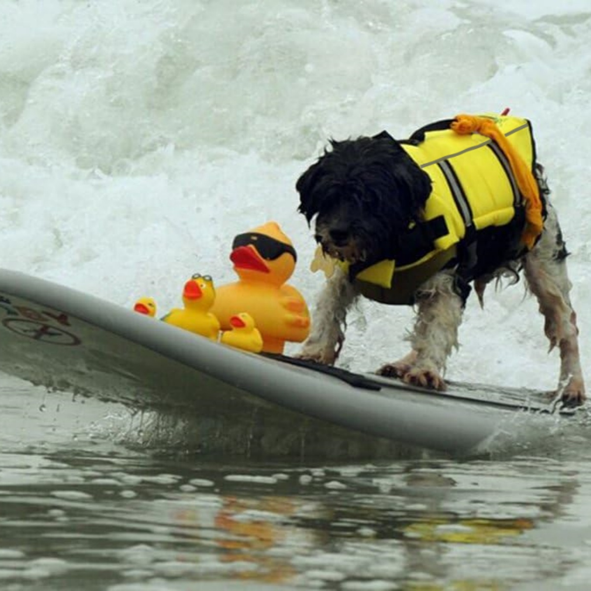 Dog Life Jacket - 1Piece Outdoor Dog Yellow Life Jacket,