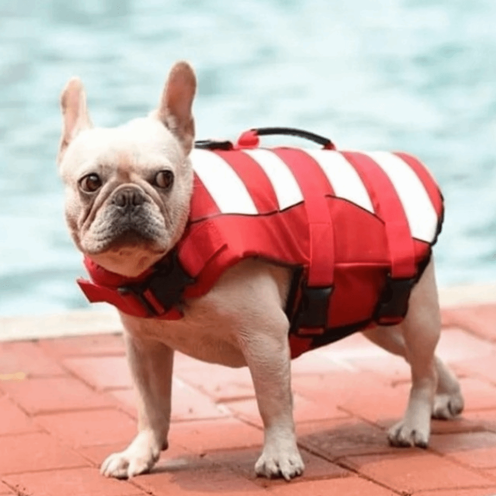 Reflective Dog Life Jacket Sup - Dog Life Jacket recensione e prezzo