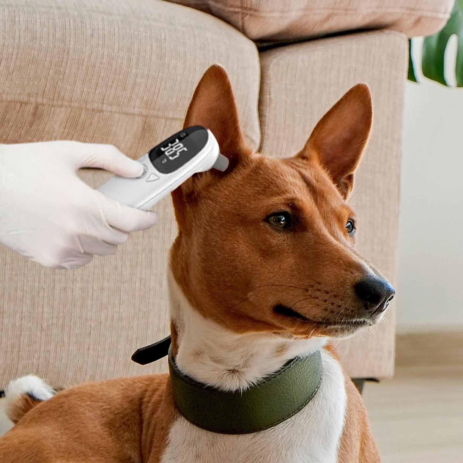Dog Cat Ear Thermometer Medica - Pet Supplies In Bulk recensione e prezzo
